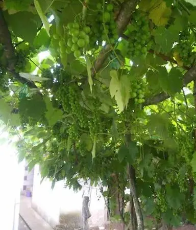 Macka Esiroglu Beldesi * Trabzon